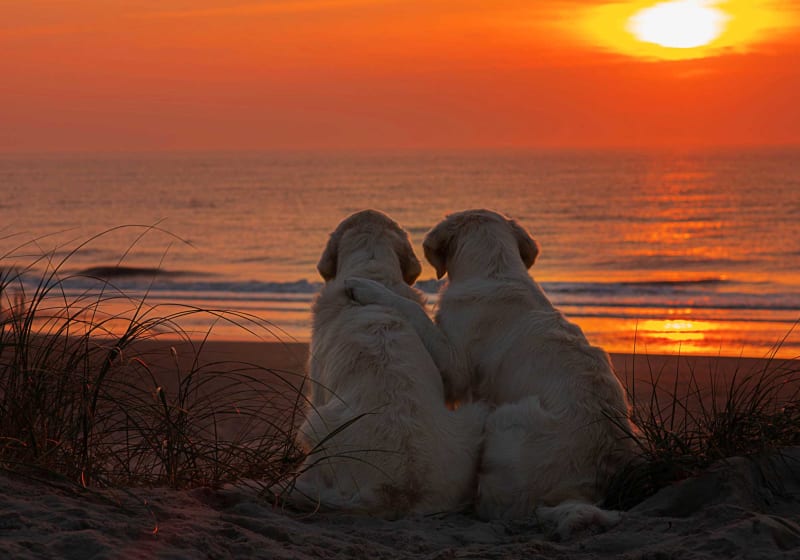 Fotokonkurrence Hund Henne4