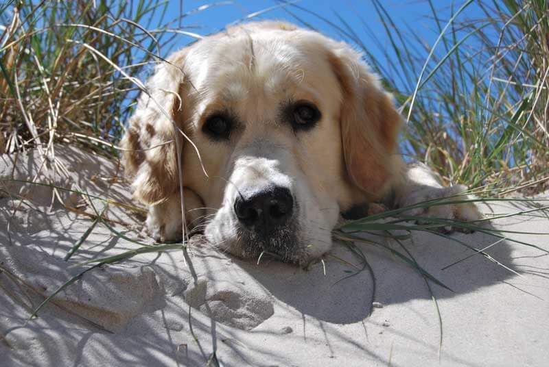 Ferie Med Hund