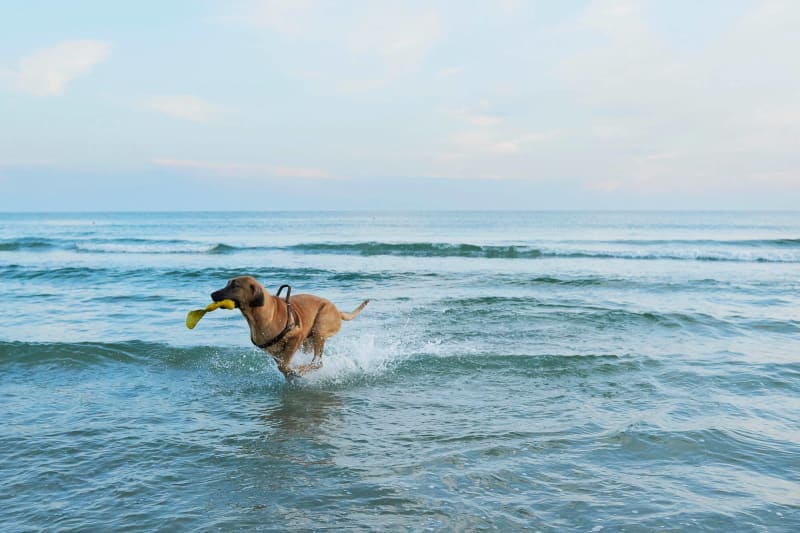 Hund Ved Stranden
