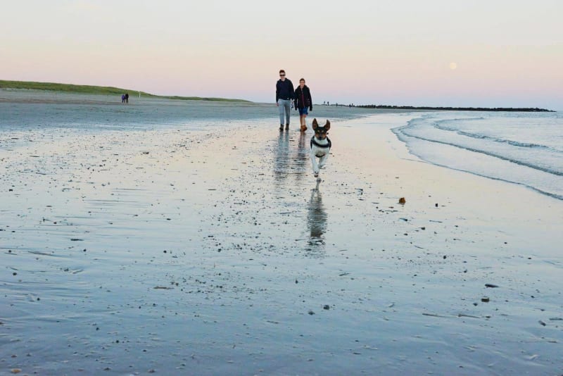 Efterår Ved Stranden Med Hund
