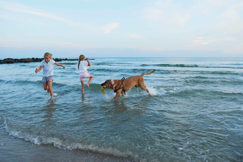 Hund Leger Med Børn Strand