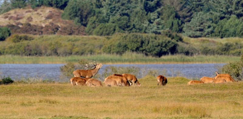 2017 Seværdighedsguide Visit West Denmark Naturpark Vesterhavet (3)