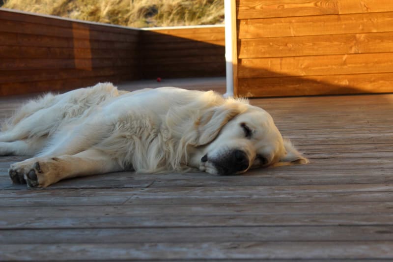 Fotokonkurrence Hund Henne