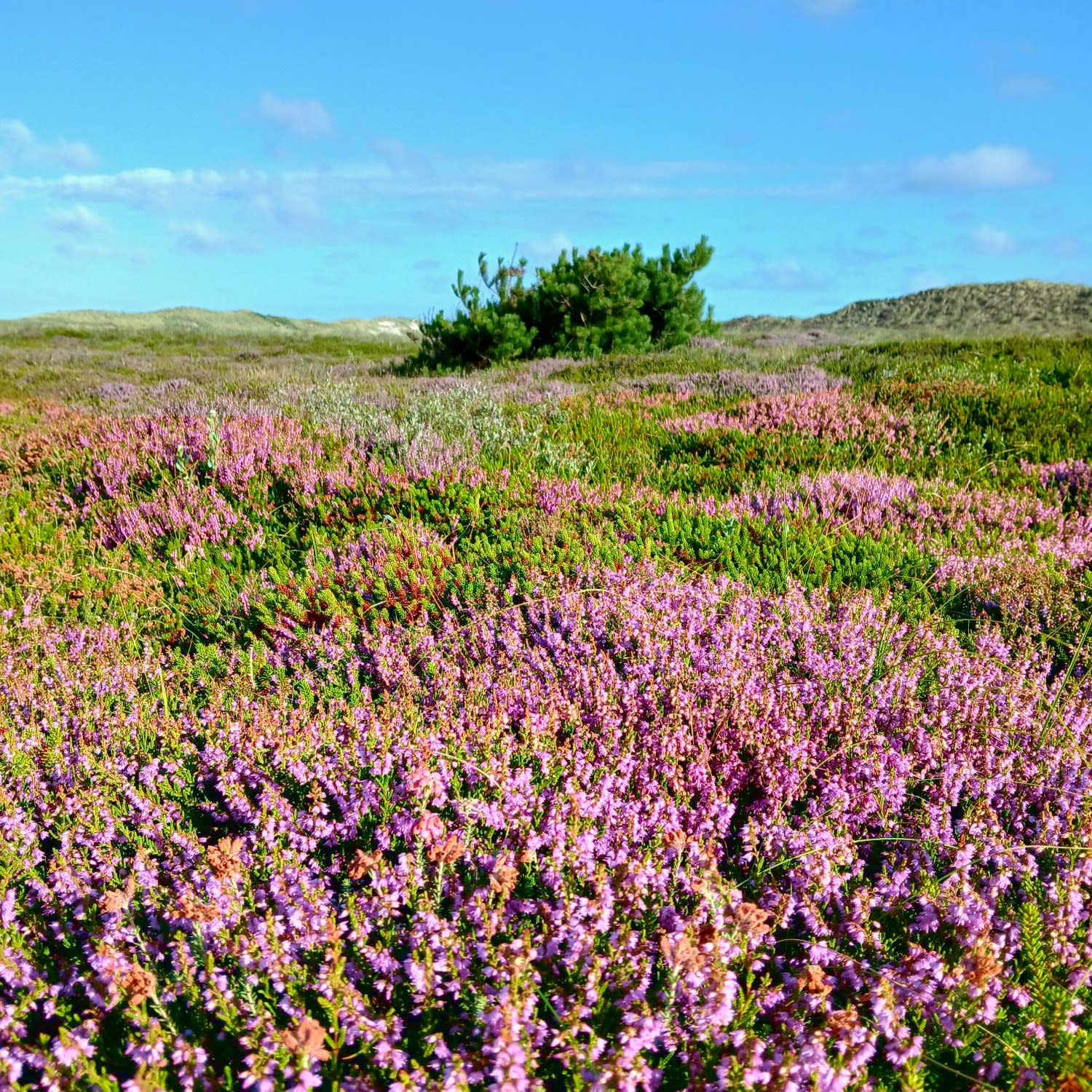 Blomstrende lyng ved Vesterhavet