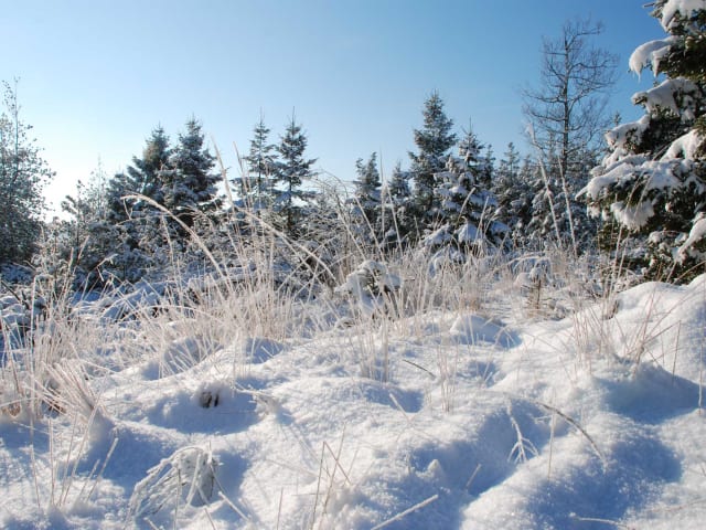 Schnee im Wald