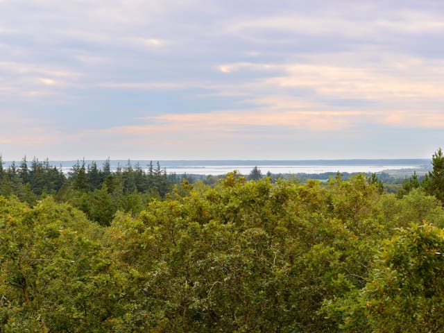 Blåbjerg Plantage