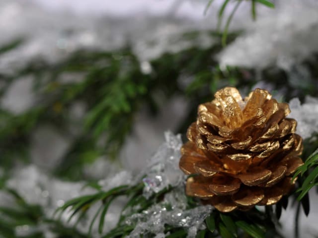 Schnee im Wald