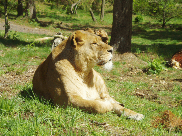 Givskud Zoo