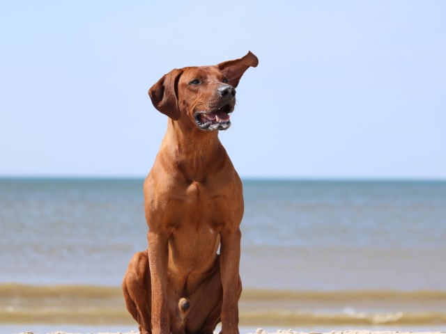 Hund am Strand