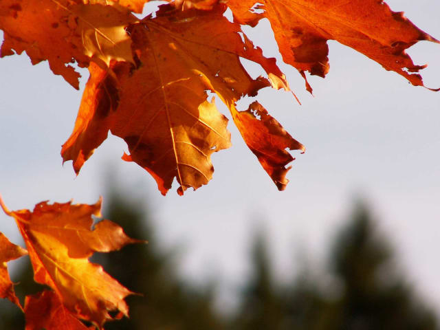 Herbstblätter