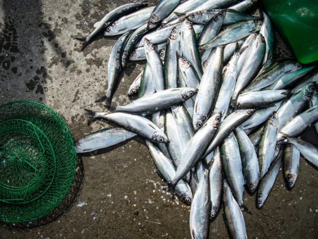 Silde fisk der er fanget og hævet på land