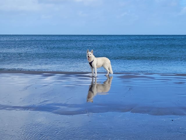 Golden retriver sidder og kigger udover klitterne