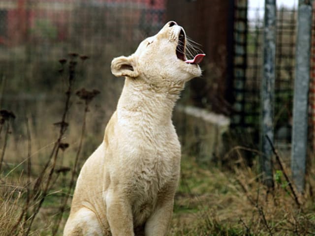 En af de hvide løver der kan ses i Blåvand Zoo